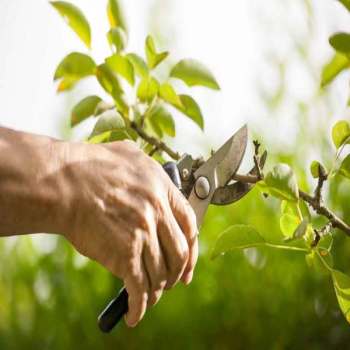 Taille arbre fruitier